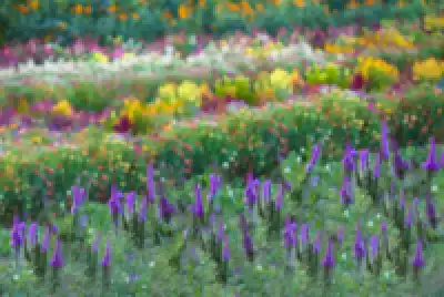 photo of  Photography Backdrop