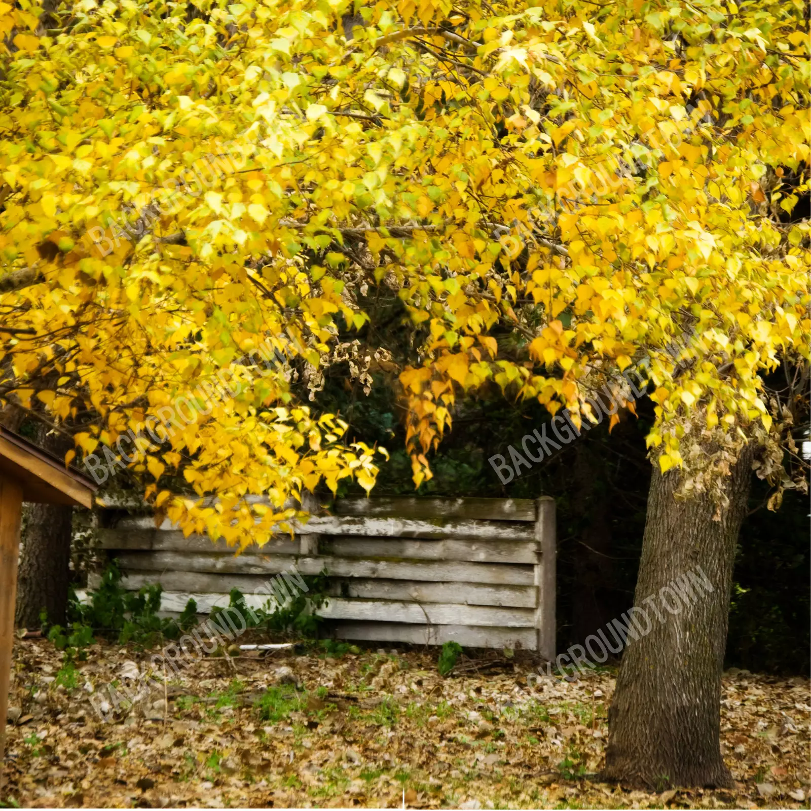photo of Leaves Fall Photography Backdrop
